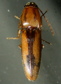 Tobacco Wireworm